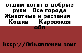 отдам котят в добрые руки - Все города Животные и растения » Кошки   . Кировская обл.